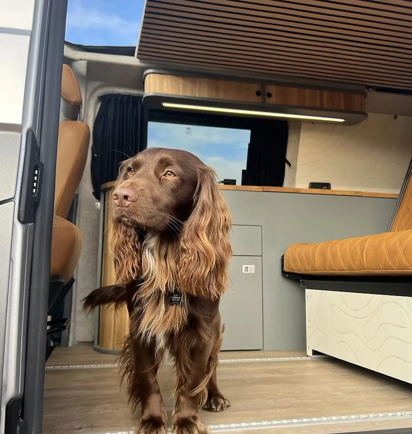 Maverick the spaniel standing in the side door of a camper with tan seats and a grey kitchen behind